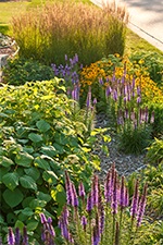 Rain Garden