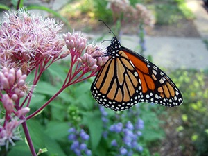 Metro Blooms rain garden workshop in Plymouth