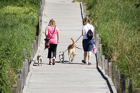 Dogs in Plymouth must be leashed at all times in public spaces