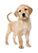 Dog Parks