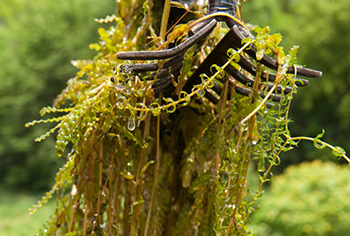 Curly-leaf pondweed pulled out of the lake