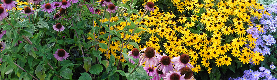 Field of flowers